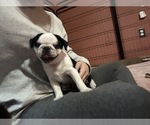 Small #1 Pug