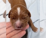 Small Photo #37 Cavapoo Puppy For Sale in PENSACOLA, FL, USA