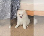 Small #2 Pomeranian