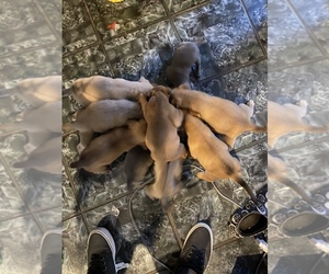 American Pit Bull Terrier-Labrador Retriever Mix Dogs for adoption in WHITTIER, CA, USA