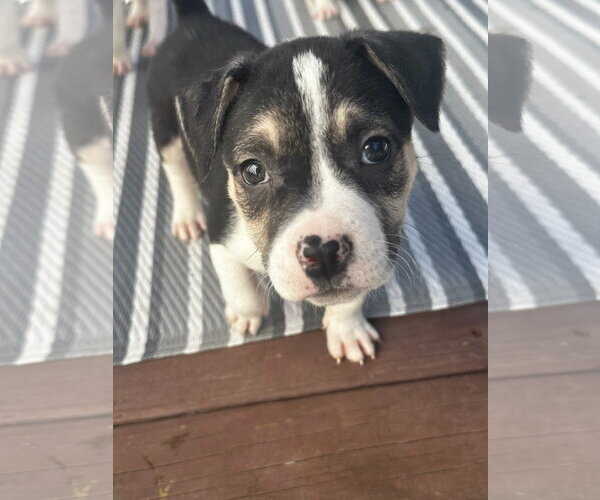 Medium Photo #19 American Staffordshire Terrier-Siberian Husky Mix Puppy For Sale in Holly Springs, NC, USA