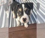 Small #18 American Staffordshire Terrier-Siberian Husky Mix