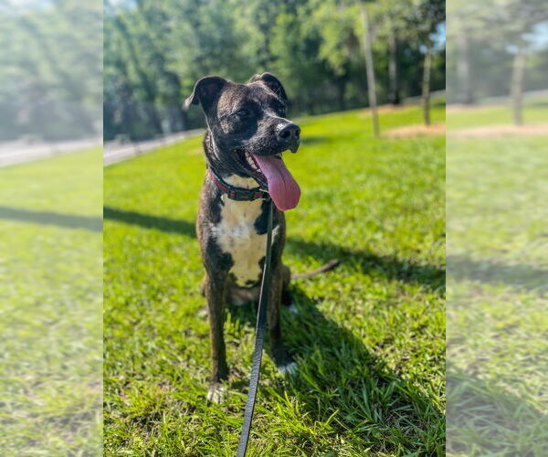 Medium Photo #8 - Mix Puppy For Sale in Tampa, FL, USA