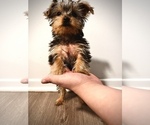 Puppy Odi Yorkshire Terrier