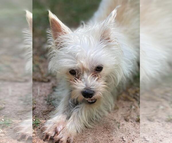 Medium Photo #3 Mutt Puppy For Sale in Social Circle, GA, USA