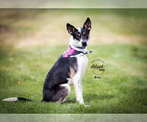 Mutt Dogs for adoption in Salt Lake City, UT, USA
