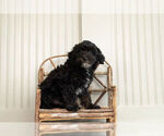 Small Photo #2 Miniature Australian Shepherd-Poodle (Toy) Mix Puppy For Sale in WARSAW, IN, USA