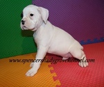 Small #14 Boxer