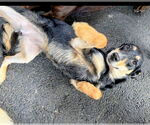 Small #1 Golden Retriever Mix