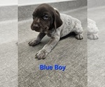 Small Photo #2 German Shorthaired Pointer Puppy For Sale in MERIDIAN, ID, USA