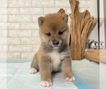 Small Photo #3 Shiba Inu Puppy For Sale in SEATAC, WA, USA