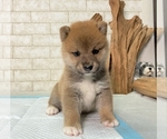 Small #2 Shiba Inu