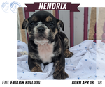 Small #8 English Bulldog