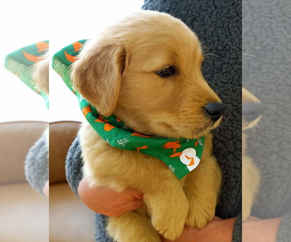 Medium Photo #1 Golden Retriever Puppy For Sale in Grovertown, IN, USA