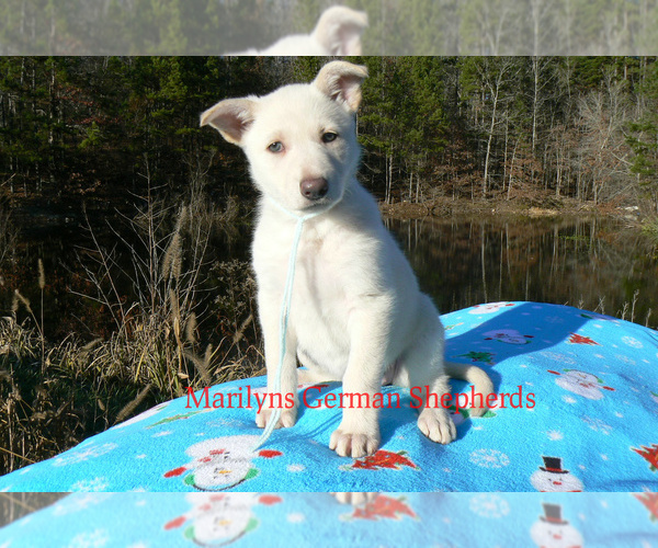 Medium Photo #4 German Shepherd Dog Puppy For Sale in PIEDMONT, MO, USA