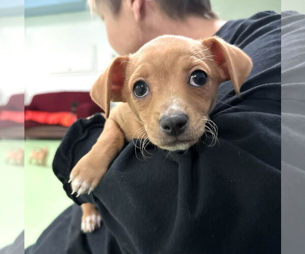 Medium Photo #3 Mutt Puppy For Sale in phoenix, AZ, USA