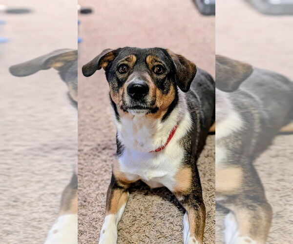 Medium Photo #14 Australian Kelpie-Border Collie Mix Puppy For Sale in Plymouth, MN, USA