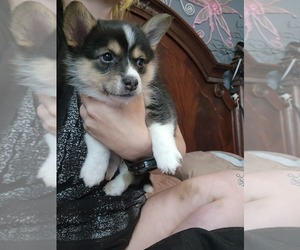 Pembroke Welsh Corgi-Pomsky Mix Puppy for Sale in WINDSOR, Colorado USA