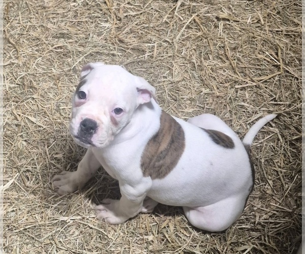 Medium Photo #1 American Bulldog Puppy For Sale in JASPER, GA, USA