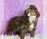 Small Photo #46 Poodle (Miniature) Puppy For Sale in WARSAW, IN, USA
