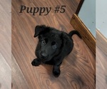 Image preview for Ad Listing. Nickname: Puppy 5