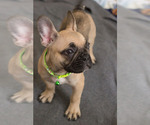 Small Photo #10 French Bulldog Puppy For Sale in MILWAUKEE, WI, USA