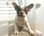 Small Photo #66 French Bulldog Puppy For Sale in CHARLOTTE, NC, USA
