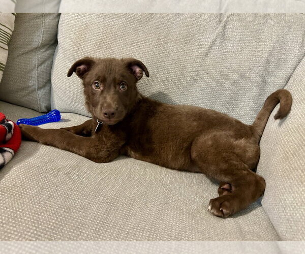 Medium Photo #1 Mutt Puppy For Sale in Springdale, PA, USA