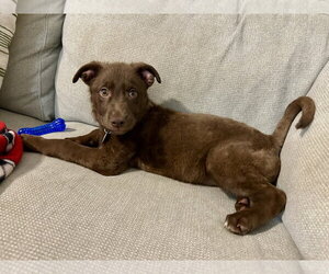 Mutt Dogs for adoption in Springdale, PA, USA