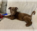 Small Mutt