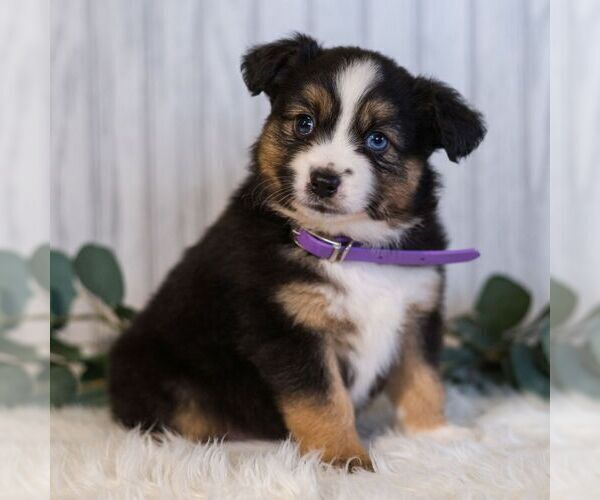 Medium Photo #4 Miniature Australian Shepherd Puppy For Sale in REBERSBURG, PA, USA