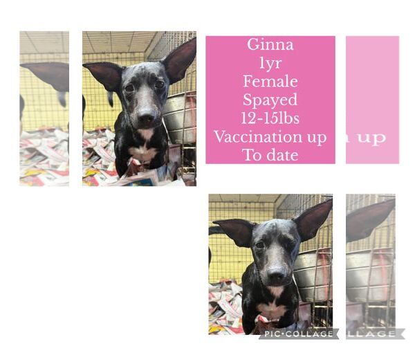 Medium Photo #1 Chihuahua-Unknown Mix Puppy For Sale in Virginia Beach, VA, USA