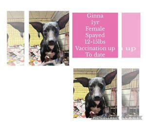 Chihuahua-Unknown Mix Dogs for adoption in Virginia Beach, VA, USA