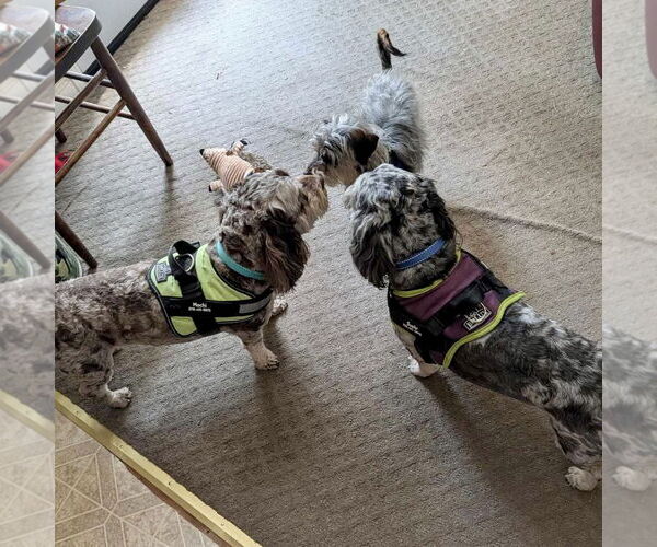 Medium Photo #3 Cock-A-Poo-Unknown Mix Puppy For Sale in Spring Lake, NC, USA