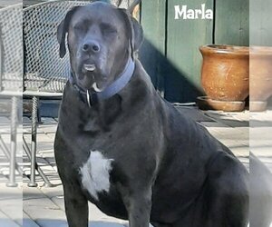 Marla - Female Boxer-Great Dane Mix Dog for Adoption - Photo #3