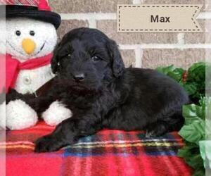 Goldendoodle Puppy for sale in CHICAGO, IL, USA