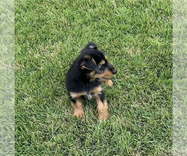 Medium Photo #2 Dachshund-Unknown Mix Puppy For Sale in FRAMINGHAM, MA, USA