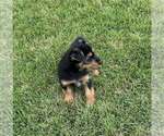 Small #1 Dachshund Mix