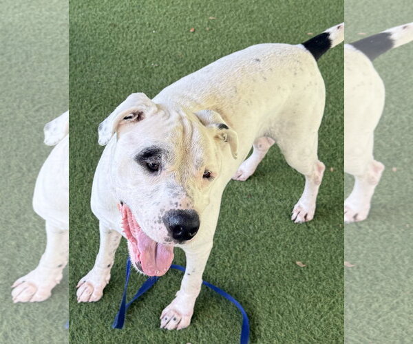 Medium Photo #4 American Bulldog-Argentinian Mastiff Mix Puppy For Sale in Lighthouse Point, FL, USA