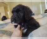 Puppy Baba Sheepadoodle