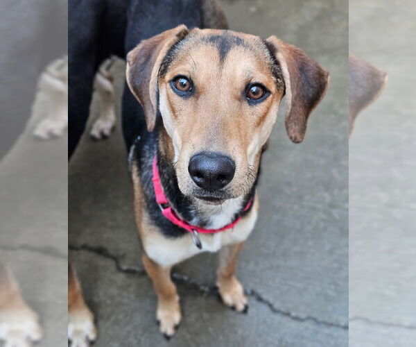 Medium Photo #5 German Shepherd Dog-Unknown Mix Puppy For Sale in Chicago, IL, USA