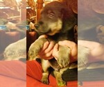 Small Photo #6 Golden Labrador Puppy For Sale in IDAHO SPRINGS, CO, USA