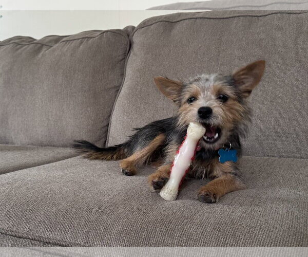 Medium Photo #2 Mutt Puppy For Sale in Plainfield, IL, USA