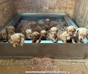 Golden Retriever Puppy for sale in BLACK RIVER FALLS, WI, USA