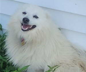 Father of the Miniature American Eskimo puppies born on 05/29/2022