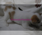 Small Photo #5 Pomsky Puppy For Sale in SEQUIM, WA, USA