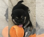Small Photo #12 Shiba Inu Puppy For Sale in ELIZABETH CITY, NC, USA