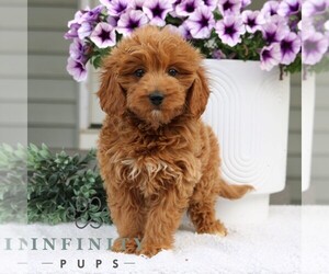Goldendoodle (Miniature) Puppy for sale in NARVON, PA, USA