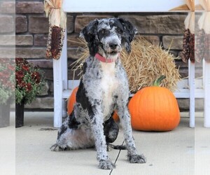 Old English Sheepdog-Poodle (Miniature) Mix Puppy for sale in FREDERICKSBG, OH, USA