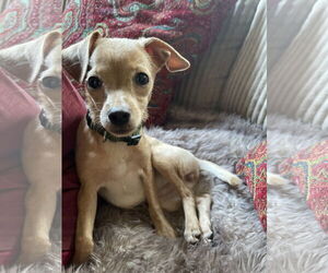 Chihuahua Dogs for adoption in Bellevue, WA, USA
